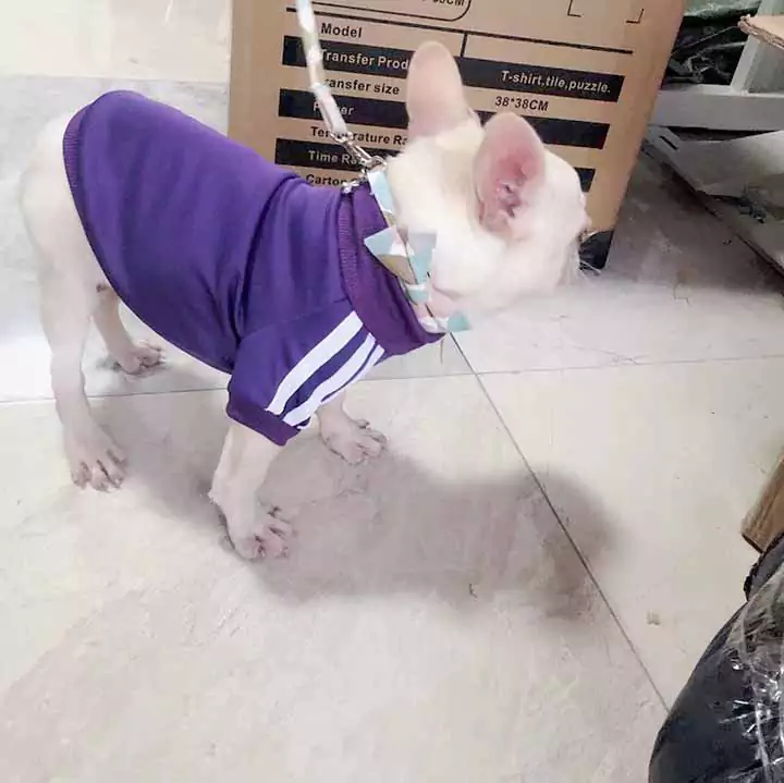 adidas 犬服 ペットウェア