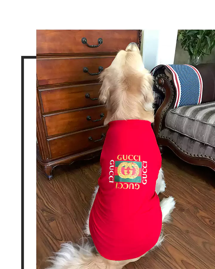 Gucci 犬のｔシャツ お飼い主と一緒