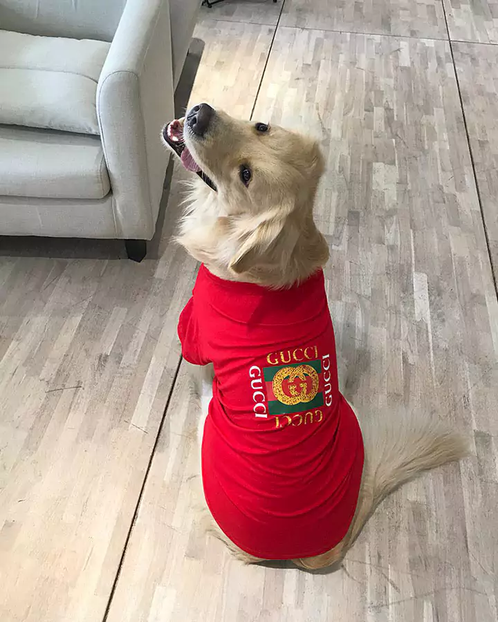 Gucci 犬のｔシャツ お飼い主と一緒