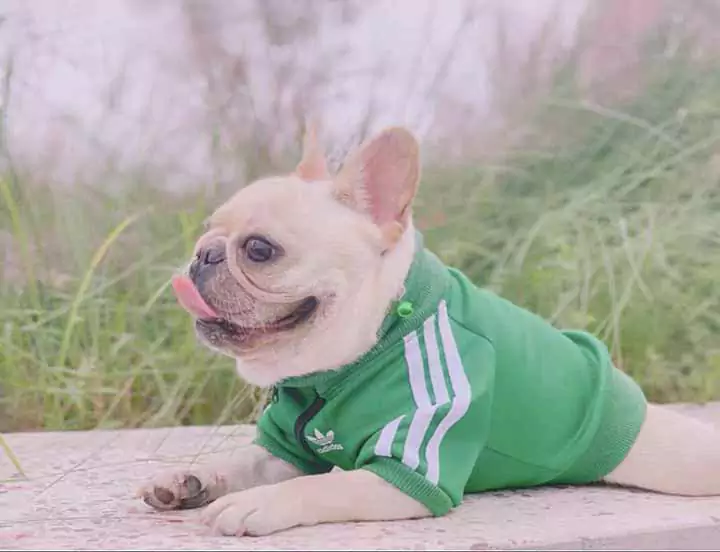 Adidas ドッグウェア 小型犬