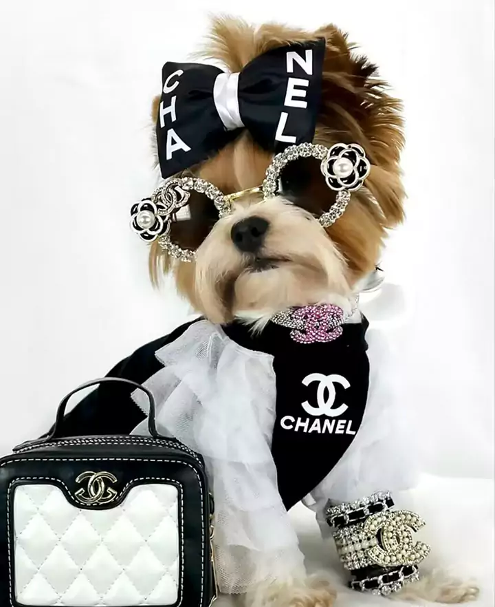 シャネル Chanel 犬服