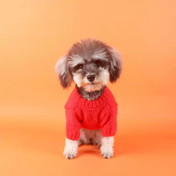 Chanel 犬 服