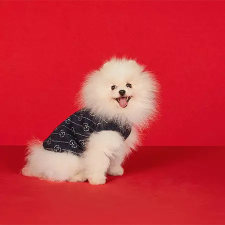 Gucci 犬服 ニットパーカー